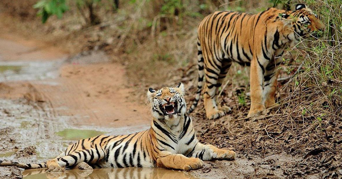 MP CM Chouhan, Union Minister Scindia release two tigers at Madhav National Park in Shivpuri